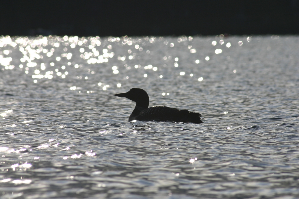 Loon_caspian-Lake-Vermo