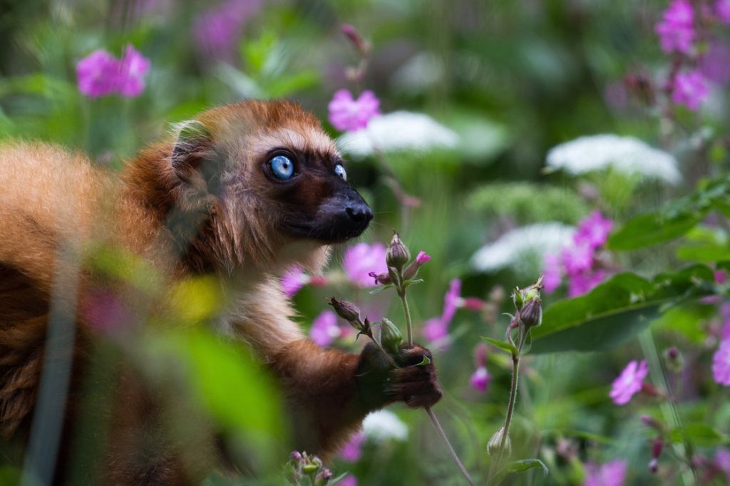 Lemur_flickr