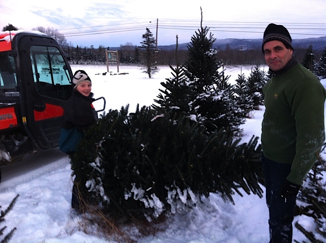 My son Ben carries traditional Xmas tree on family farm
