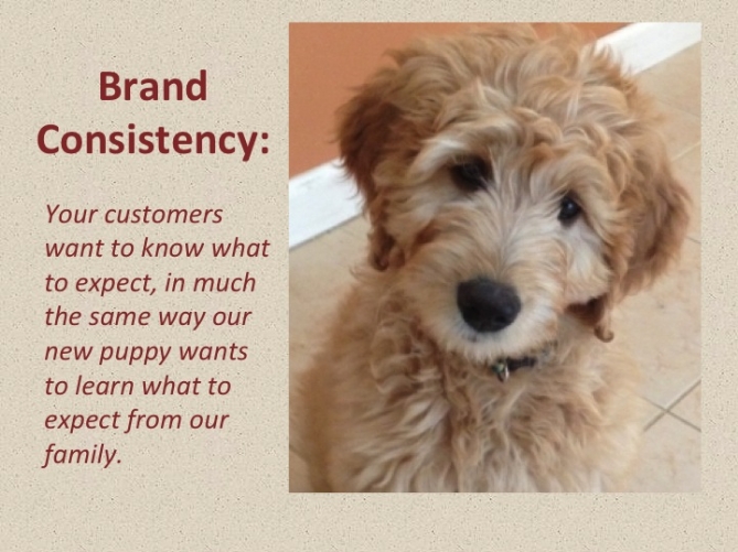 Brand Consistency is like our Puppy Beau