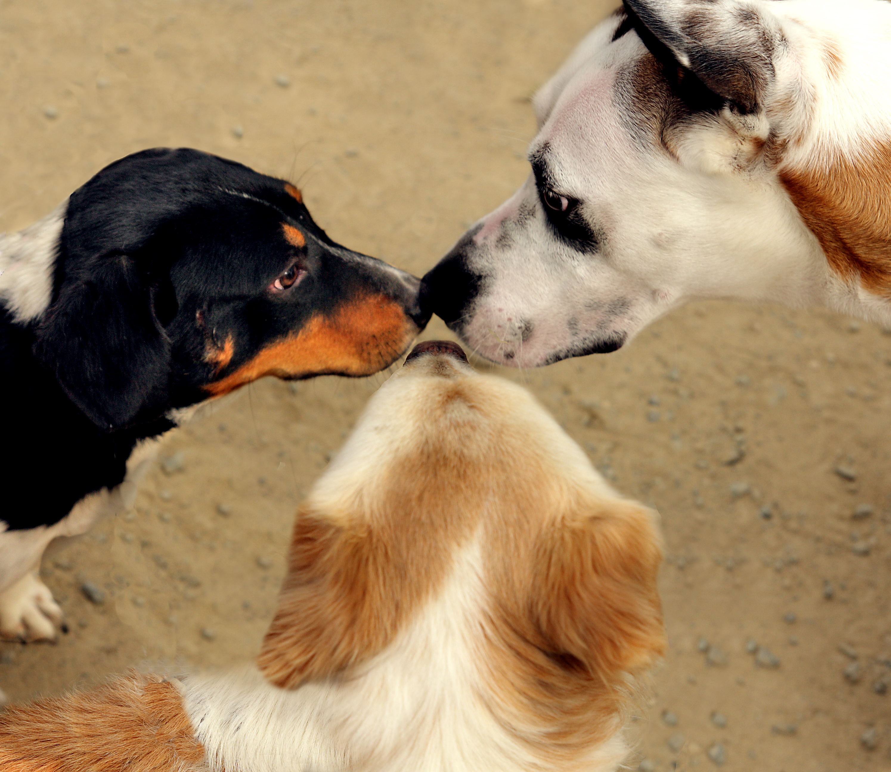 Примирение собак. Собаки. Общение собак. Поведение собак. Коммуникация животных.