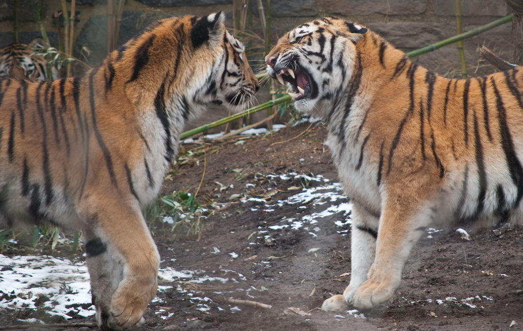 sparring tigers